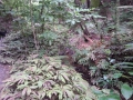 CameraZOOM-20140206101518256
